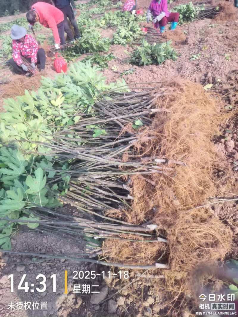 无花果苗基地直发保质保量价格实惠欢迎电联