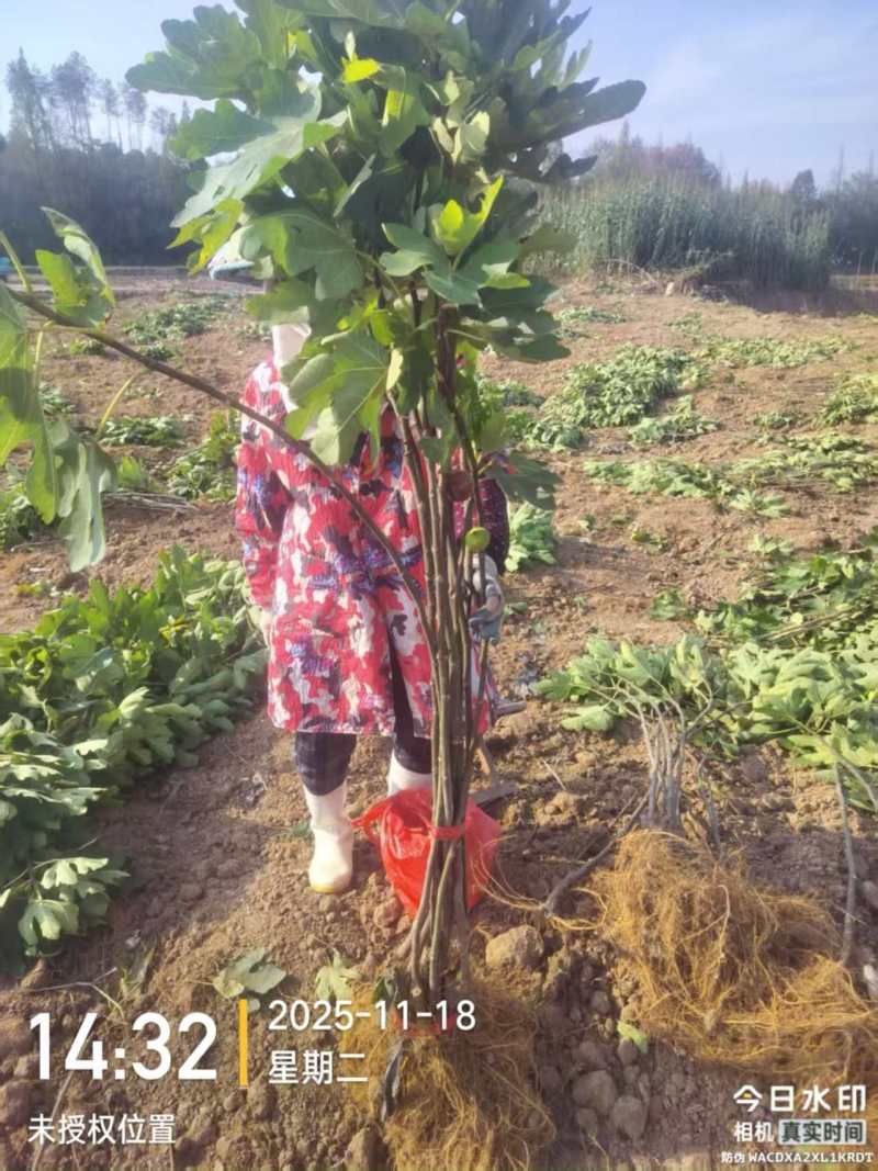 无花果苗基地直发保质保量价格实惠欢迎电联