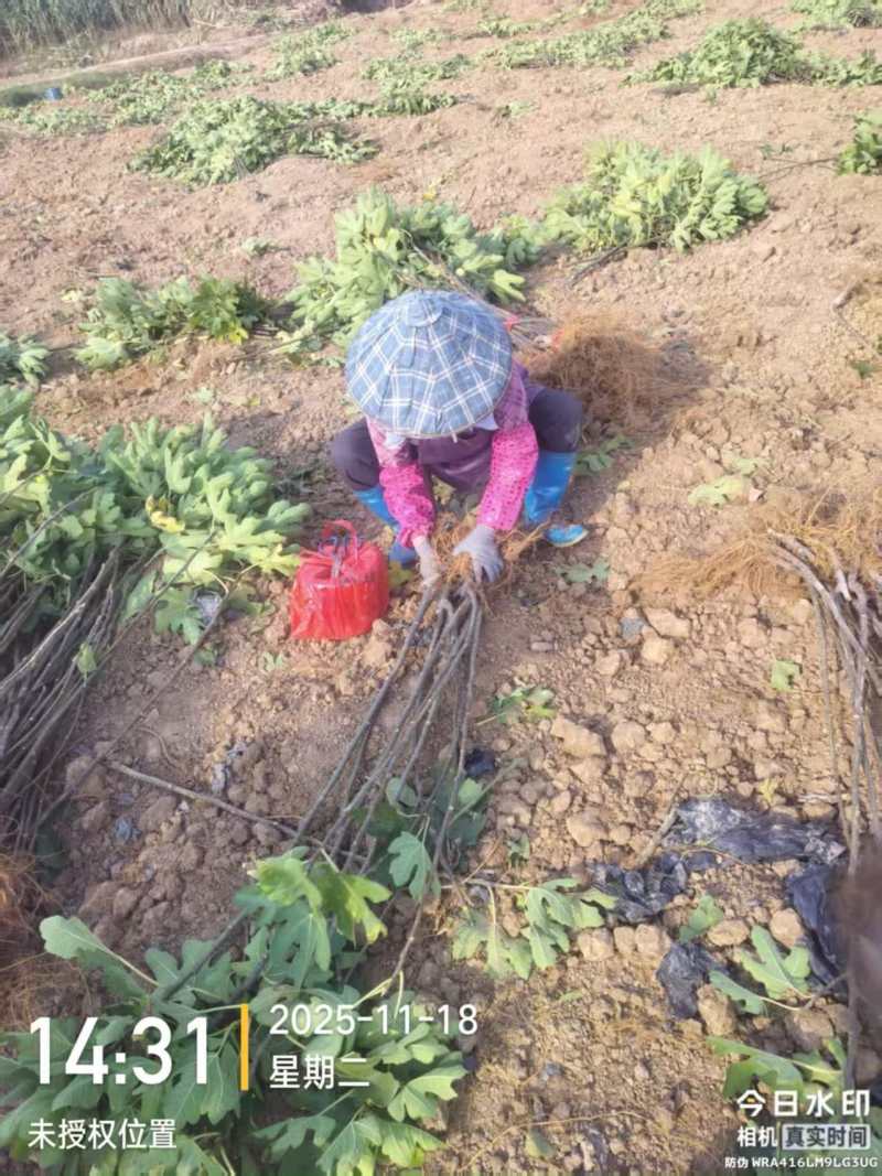 无花果苗基地直发保质保量价格实惠欢迎电联