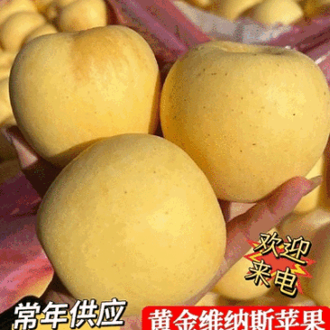 《奶油富士苹果》烟台苹果/现货随装/提供住宿工人包装