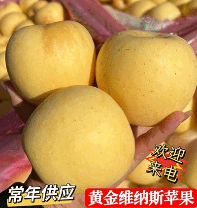 《奶油富士苹果》烟台苹果/现货随装/提供住宿工人包装
