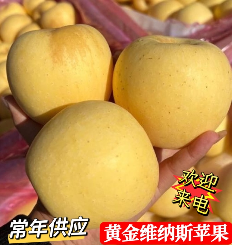 《奶油富士苹果》烟台苹果/现货随装/提供住宿工人包装