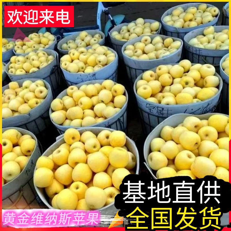【免代办费】黄金维纳斯苹果/烟台苹果/现货供应/欢迎来电