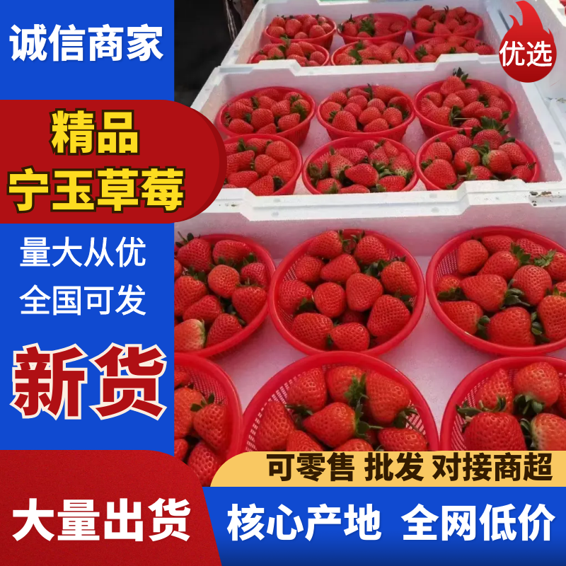 河南中牟县宁玉草莓大量上市供应各种渠道需要联系我吧