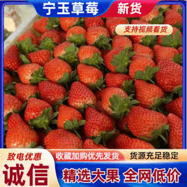 河南中牟宁玉草莓代发全国质量保证信誉第一