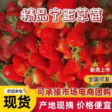 河南中牟宁玉草莓大量供应对接市场全国代发。