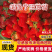 河南中牟宁玉草莓大量供应对接市场全国代发。