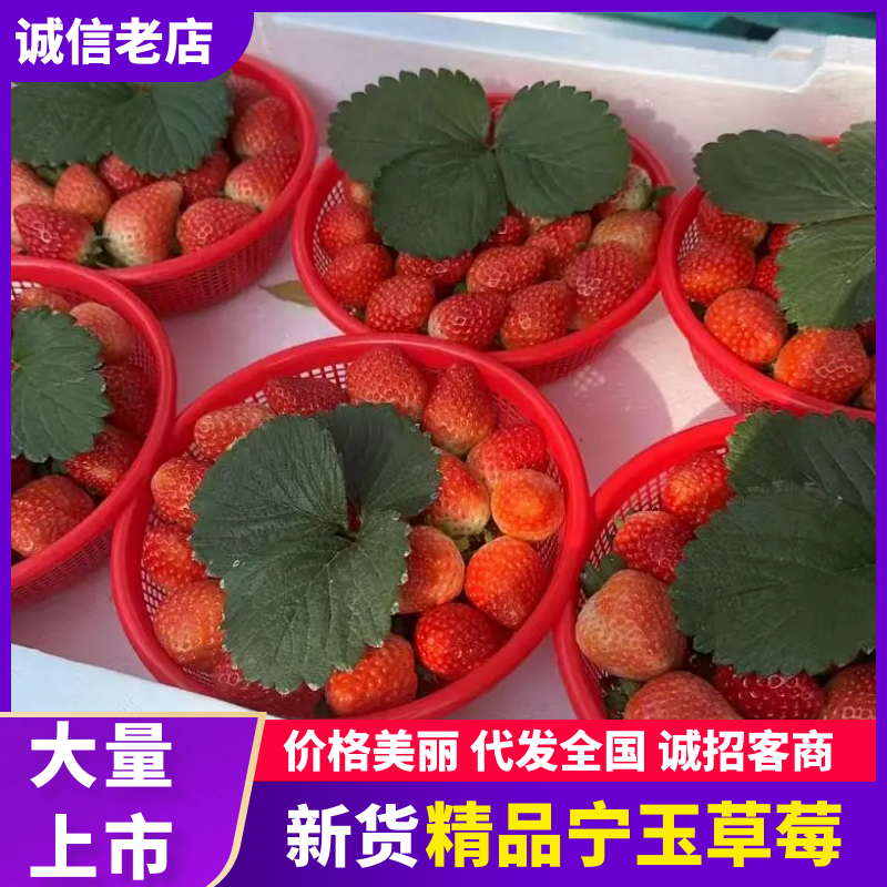 宁玉草莓红颜草莓牛奶草莓，大量上市需要的联系我吧。