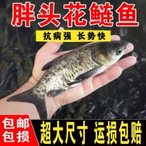 优质大品种花鲢鱼大头胖头鱼淡水好养欢迎咨询
