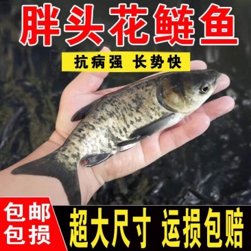 优质大品种花鲢鱼大头胖头鱼淡水好养欢迎咨询