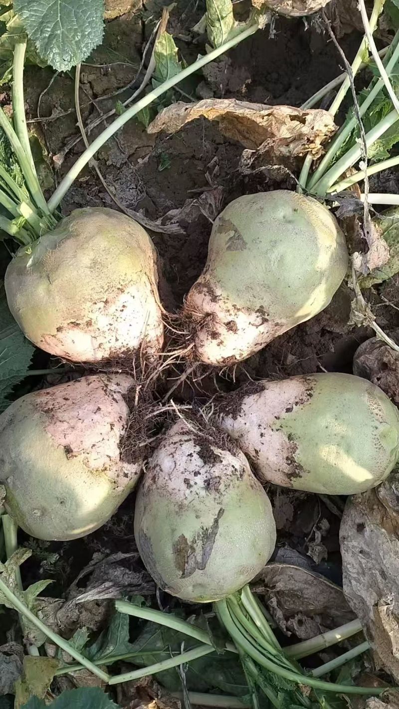 鄄城县郑营镇的芥菜旮瘩大小规格按需求分拣网袋纸箱都有接