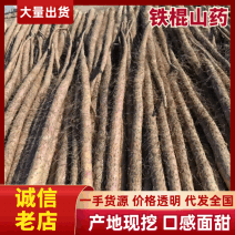 河南铁棍山药新鲜上市价格美丽对接全国量大从优（热卖）