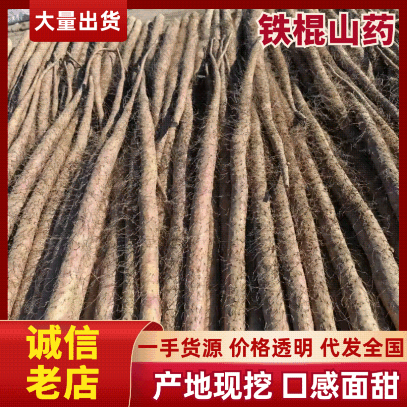 河南铁棍山药新鲜上市价格美丽对接全国量大从优质量好走货快