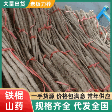 河南铁棍山药新鲜上市价格美丽整车走货欢迎询价对接全国