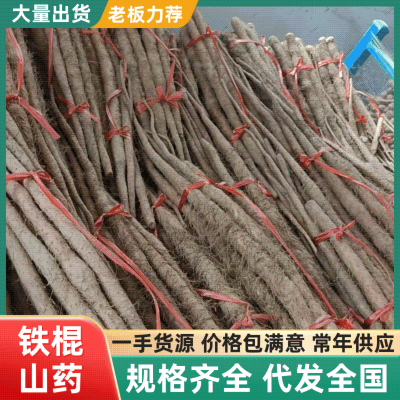 河南铁棍山药新鲜上市价格美丽整车走货欢迎询价对接全国