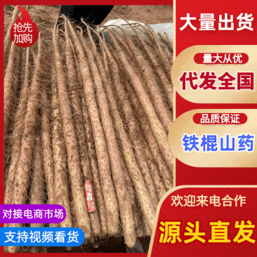 河南铁棍山药价格优惠新鲜上市价格美丽对接全国量大从优热卖