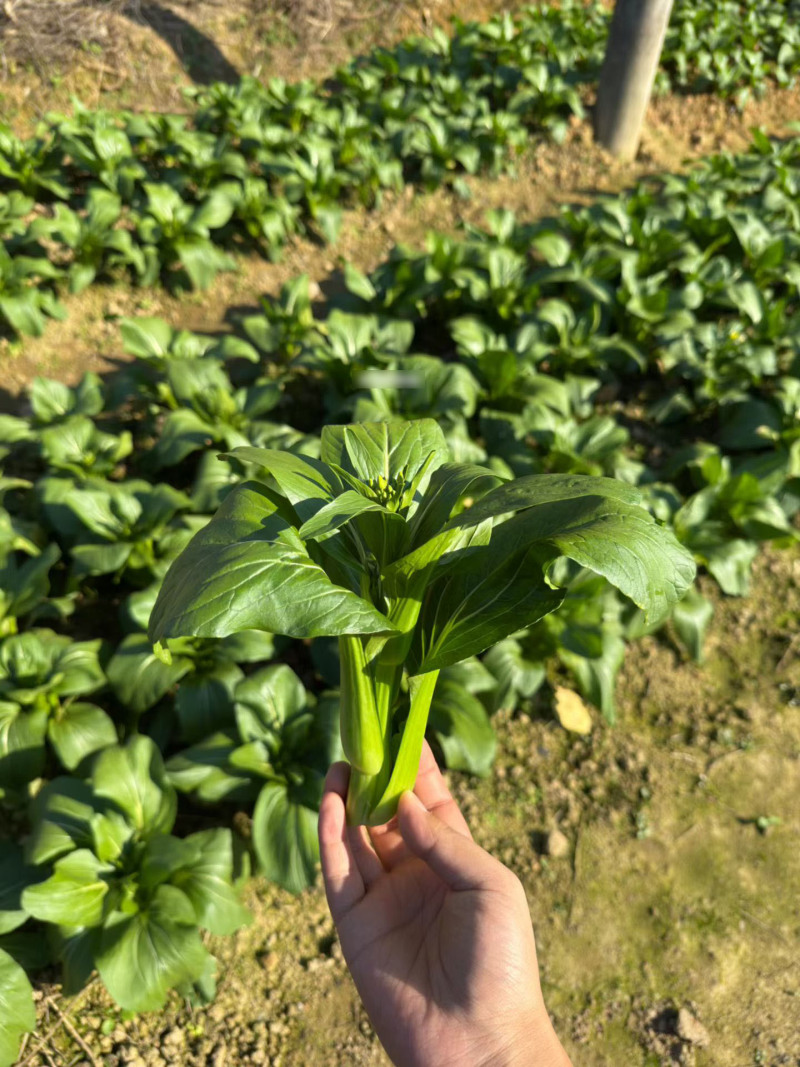 鲜粉三号口感型草莓番茄种子早春越冬粉红果带绿肩西红柿种籽