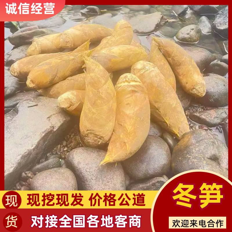 优质桂林冬笋基地直发肉质厚味道鲜可视频看货量大从优