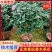 正宗香妃香水茶花精品货源充足一手货源