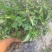 丁香甜罗勒种子芳香草本植物基地直供种子发芽率高