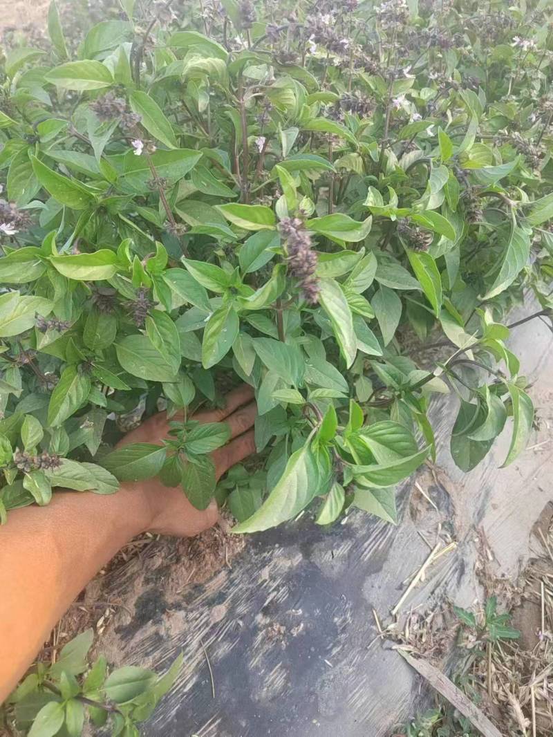 丁香甜罗勒种子芳香草本植物基地直供种子发芽率高