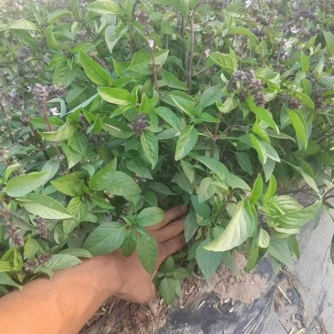 丁香甜罗勒种子芳香草本植物基地直供种子发芽率高