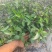 丁香甜罗勒种子芳香草本植物基地直供种子发芽率高