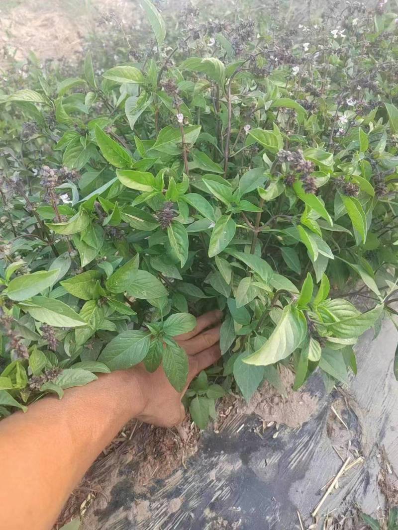 丁香甜罗勒种子芳香草本植物基地直供种子发芽率高