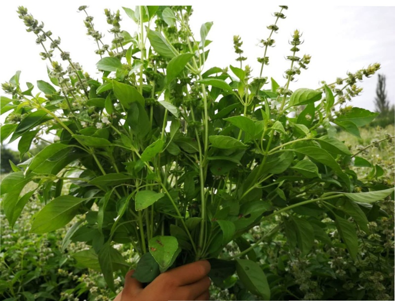 柠檬罗勒种子食用九层塔种子四季基地金不换种子