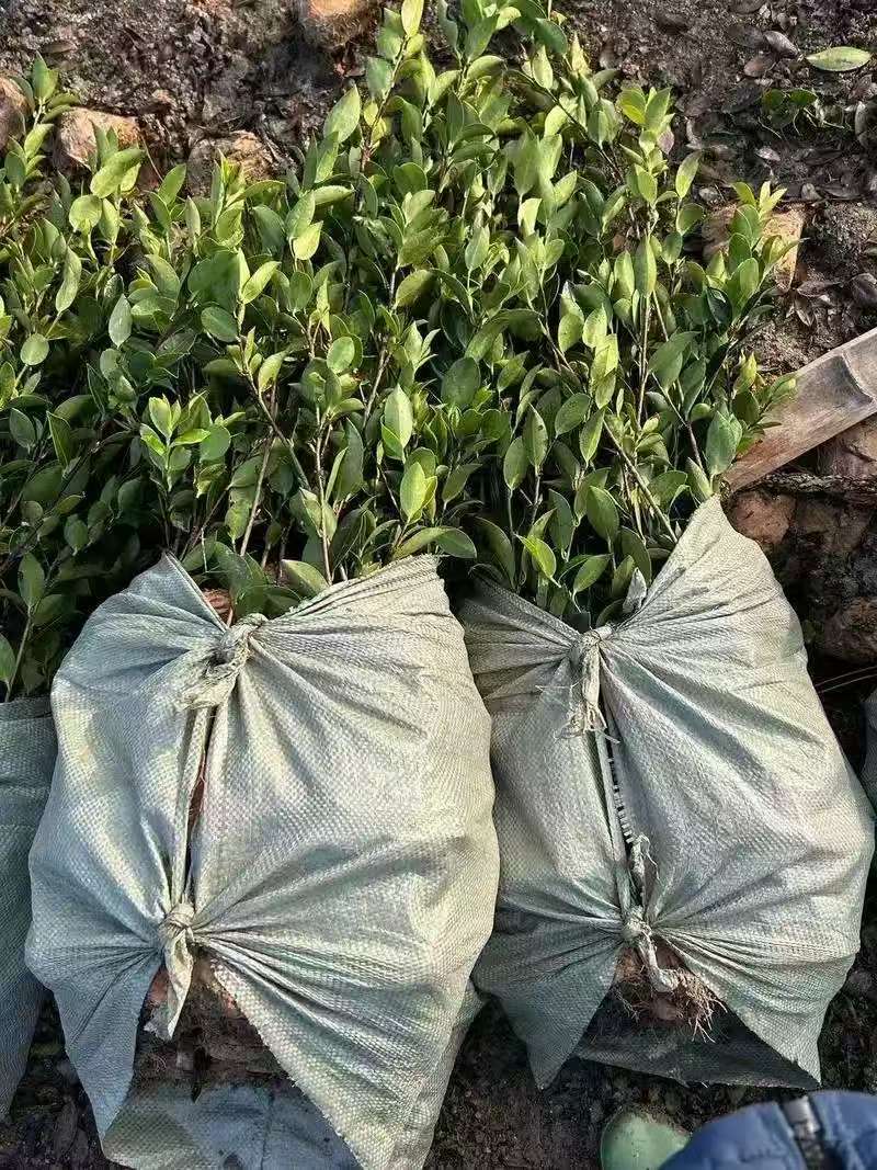 油茶苗大量现货，基地现挖现发根系发达存活率高