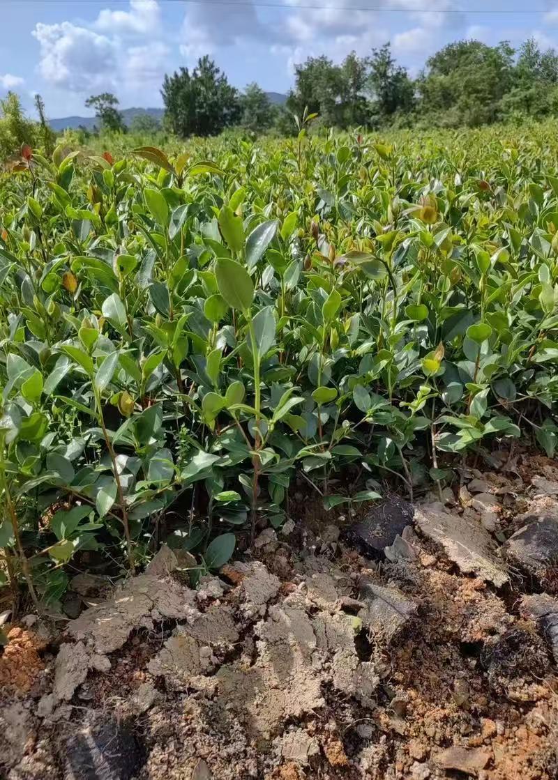 油茶苗大量现货，基地现挖现发根系发达存活率高