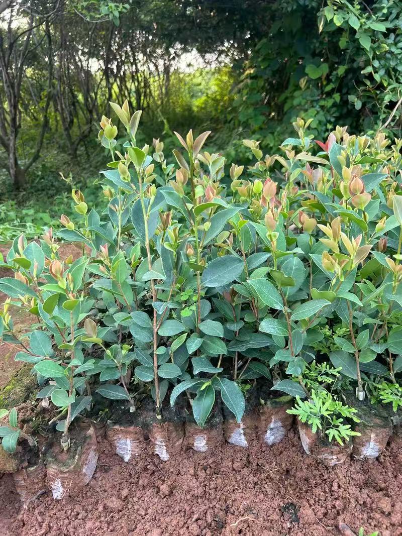 油茶苗大量现货，基地现挖现发根系发达存活率高