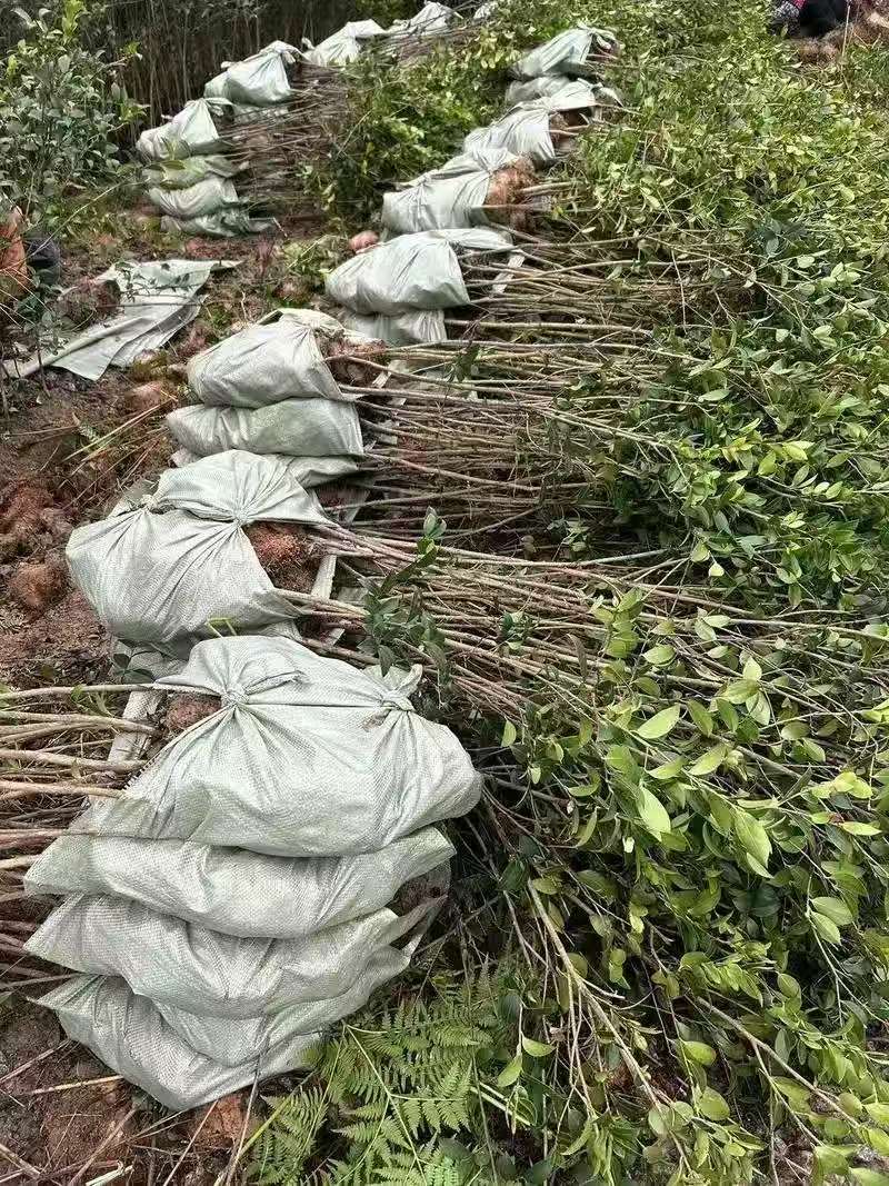 油茶苗大量现货，基地现挖现发根系发达存活率高