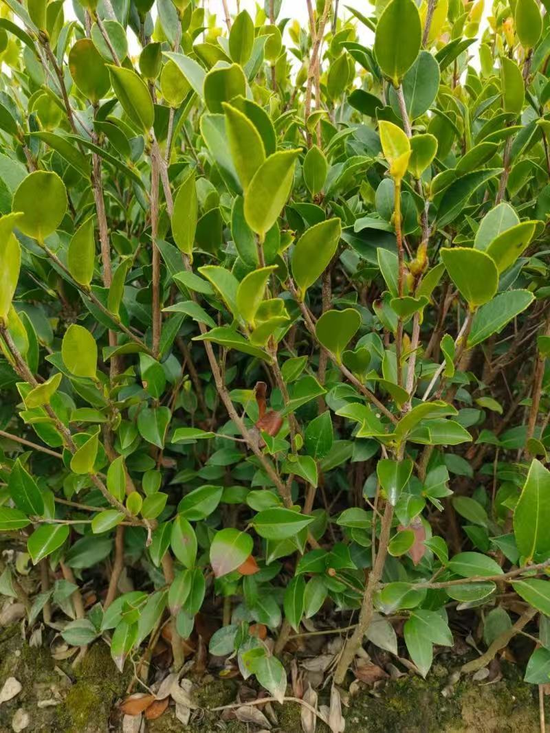 油茶苗大量现货，基地现挖现发根系发达存活率高