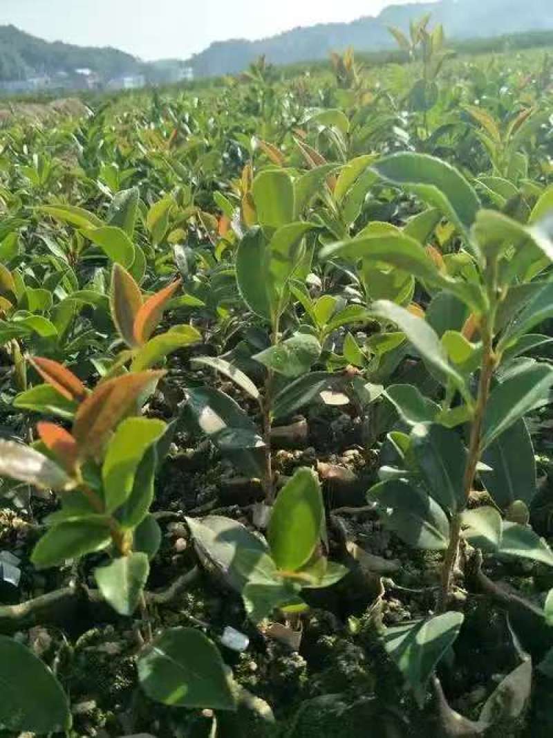 油茶苗大量现货，基地现挖现发根系发达存活率高