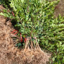 油茶苗大量现货，基地现挖现发根系发达存活率高