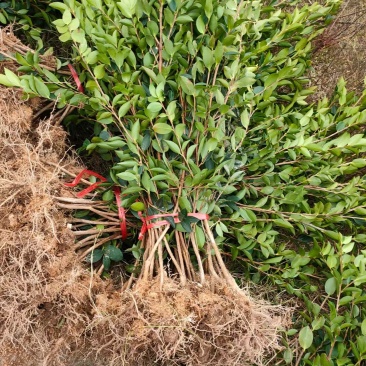油茶苗大量现货，基地现挖现发根系发达存活率高