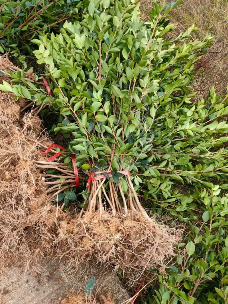 油茶苗大量现货，基地现挖现发根系发达存活率高