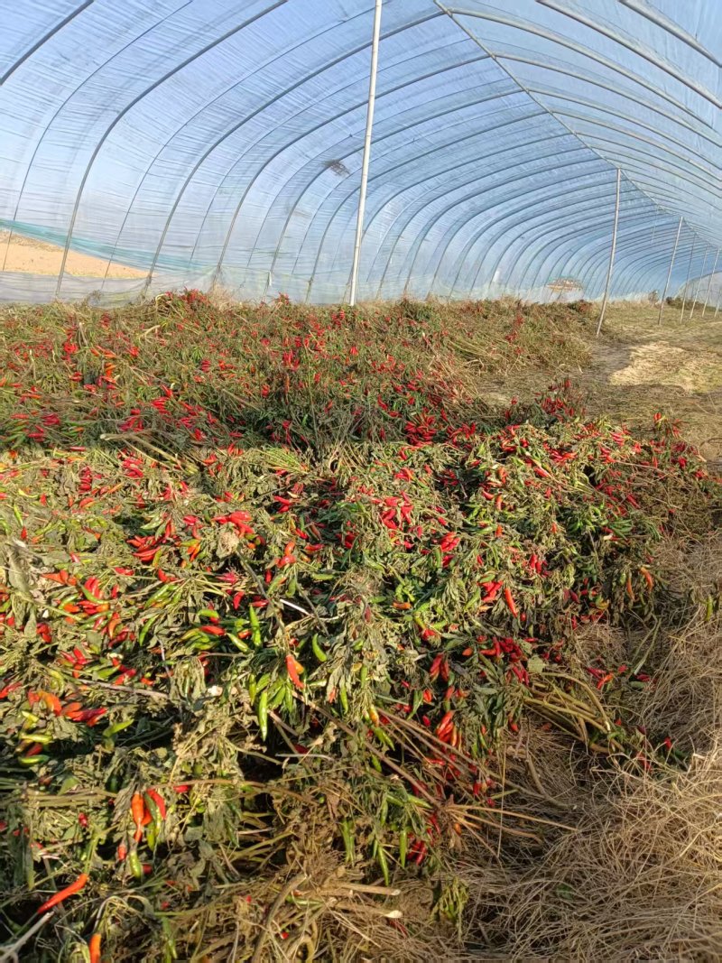 河南优质红辣椒干辣椒百亩基地农户自种承接电商一件代发