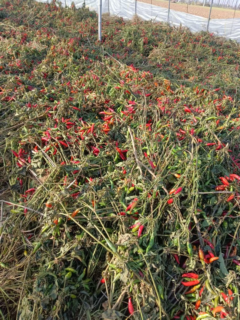 河南优质红辣椒干辣椒百亩基地农户自种承接电商一件代发