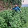 合江县小双艾草种植家庭农场的一亩田店铺