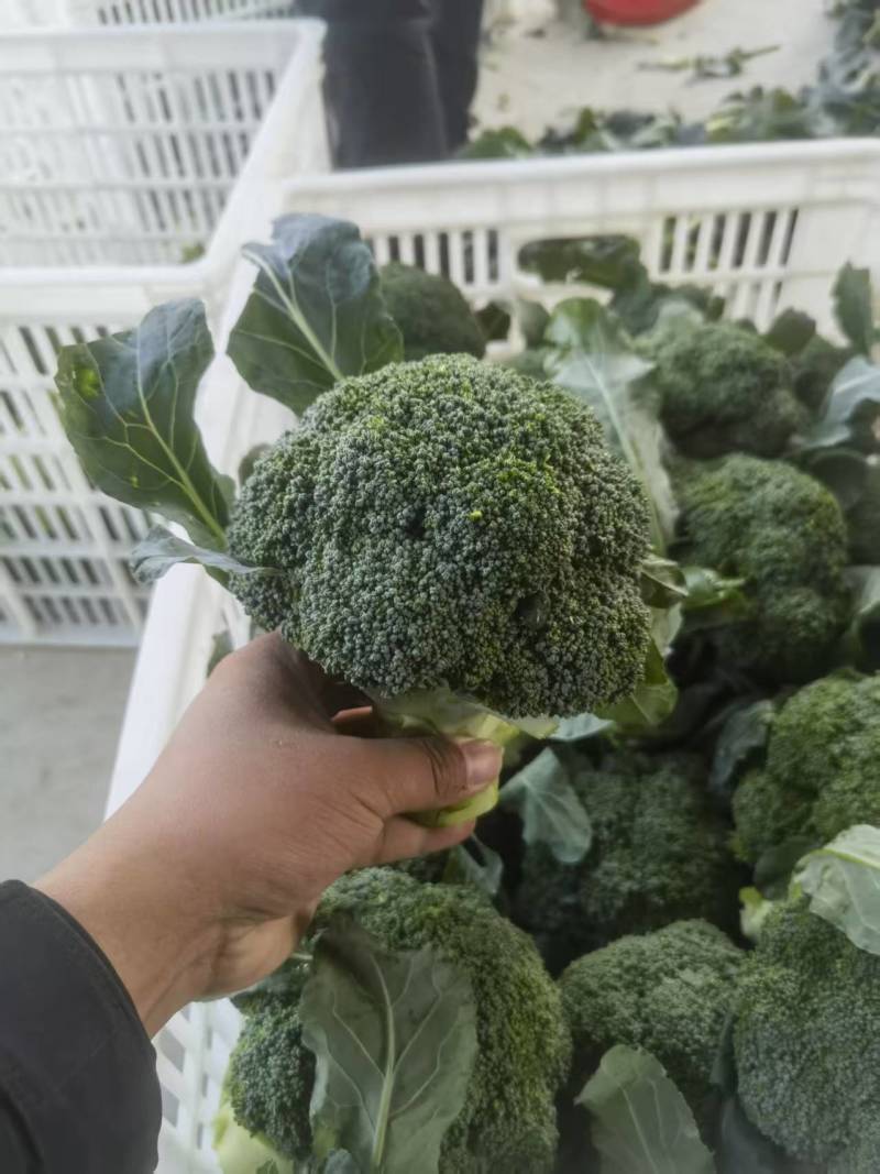 西蓝花【优质西蓝花】规格齐全，质量为重，可发往全国市场！