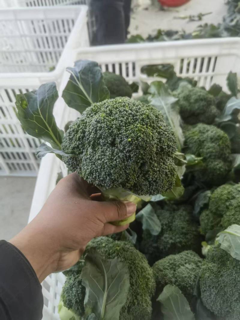 西蓝花【优质西蓝花】规格齐全，质量为重，可发往全国市场！