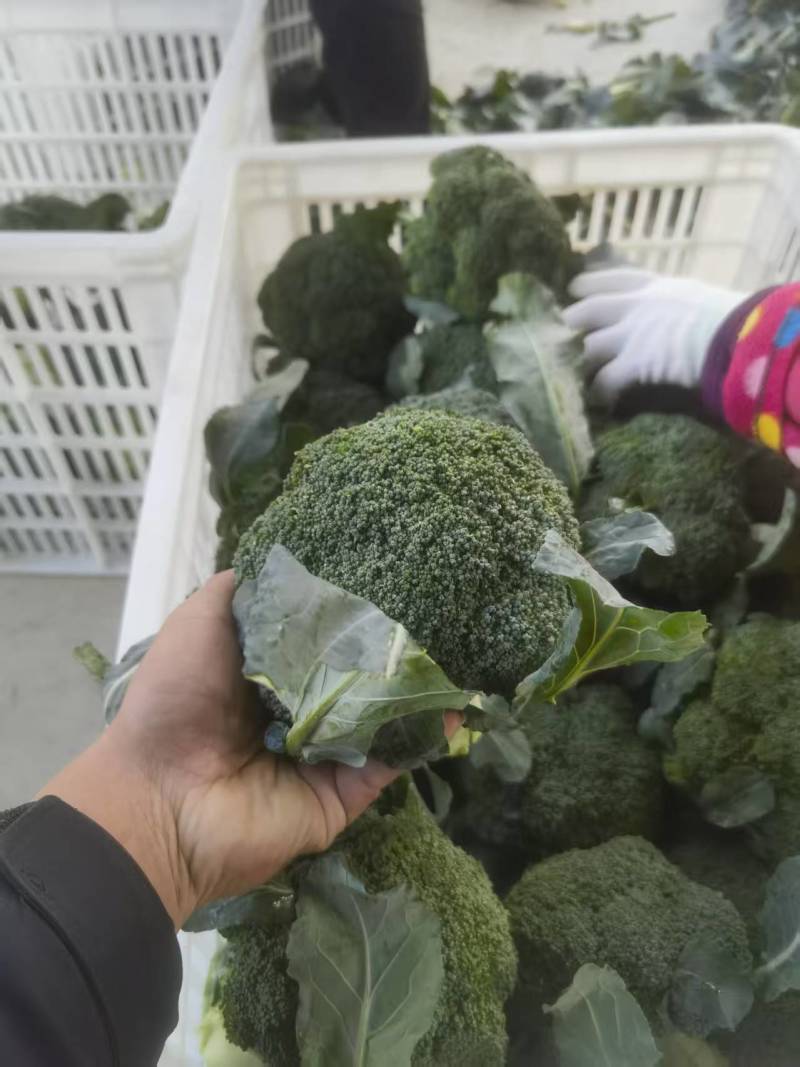 西蓝花【优质西蓝花】规格齐全，质量为重，可发往全国市场！