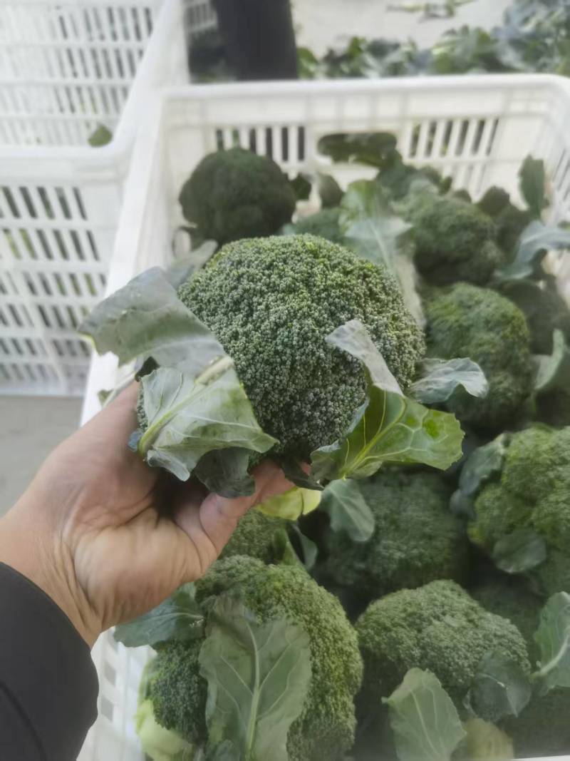 西蓝花【优质西蓝花】规格齐全，质量为重，可发往全国市场！