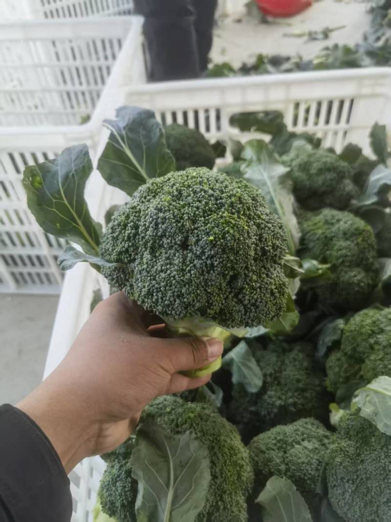 西蓝花【优质西蓝花】规格齐全，质量为重，可发往全国市场！