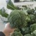 西蓝花【优质西蓝花】规格齐全，质量为重，可发往全国市场！