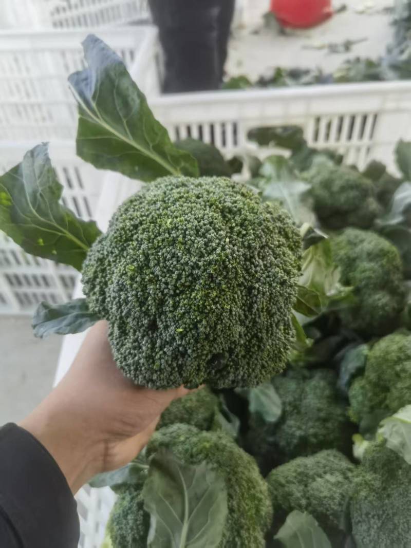 西蓝花【优质西蓝花】规格齐全，质量为重，可发往全国市场！