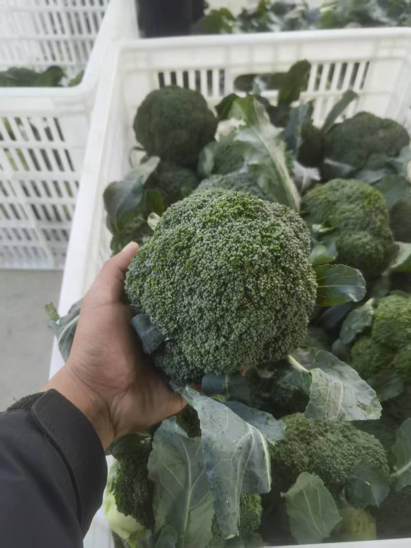 西蓝花【优质西蓝花】规格齐全，质量为重，可发往全国市场！