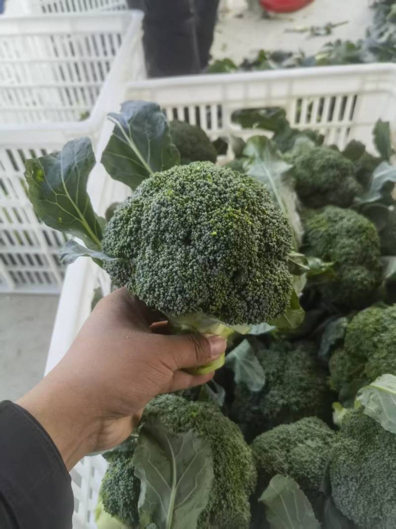 西蓝花【优质西蓝花】规格齐全，质量为重，可发往全国市场！